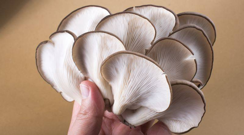 Etten 25 kat daha fazla protein var. Lezzetiyle etin önüne geçiyor. Et yiyemeyen emekliler sevinmesin bu da çok pahalı - Resim: 6