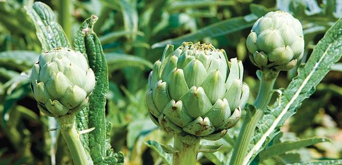 Enginarın sırrı ortaya çıktı. Sıradan bir sebze yemeğiydi şimdi nelere şifa olduğu belli oldu - Resim: 5