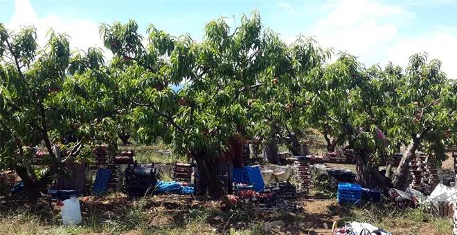 Kilosu 300 liradan ihraç ediliyor. Hadi Bismillah hasat dönemi başladı - Resim: 14