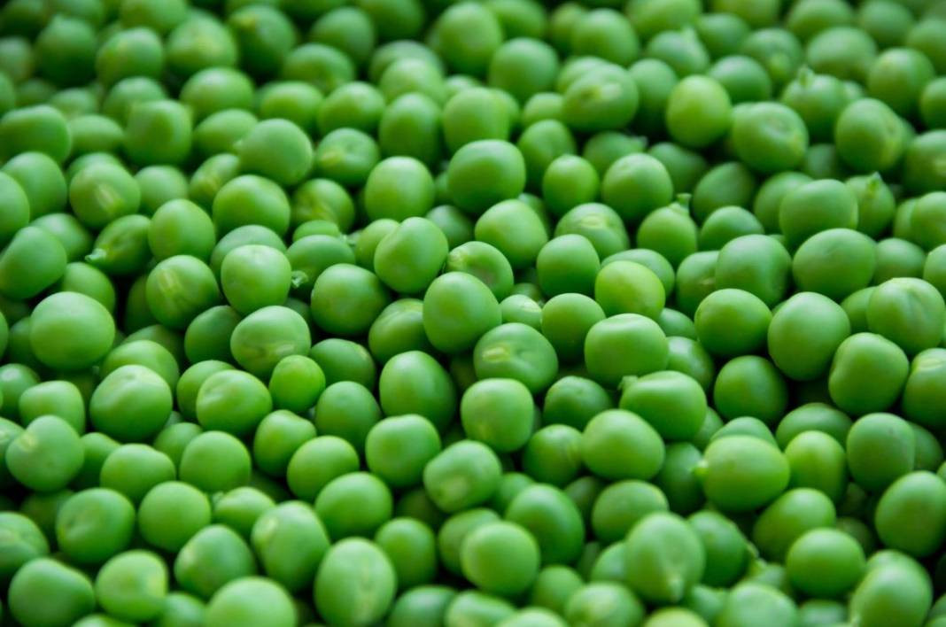 Yaşlanmayı durduruyor mide kanserini önlüyor. Hasadı başladı kilosu 50 TL - Resim: 7