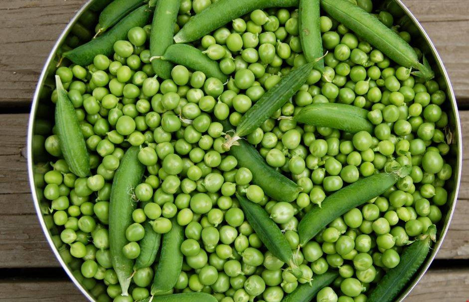 Yaşlanmayı durduruyor mide kanserini önlüyor. Hasadı başladı kilosu 50 TL - Resim: 13