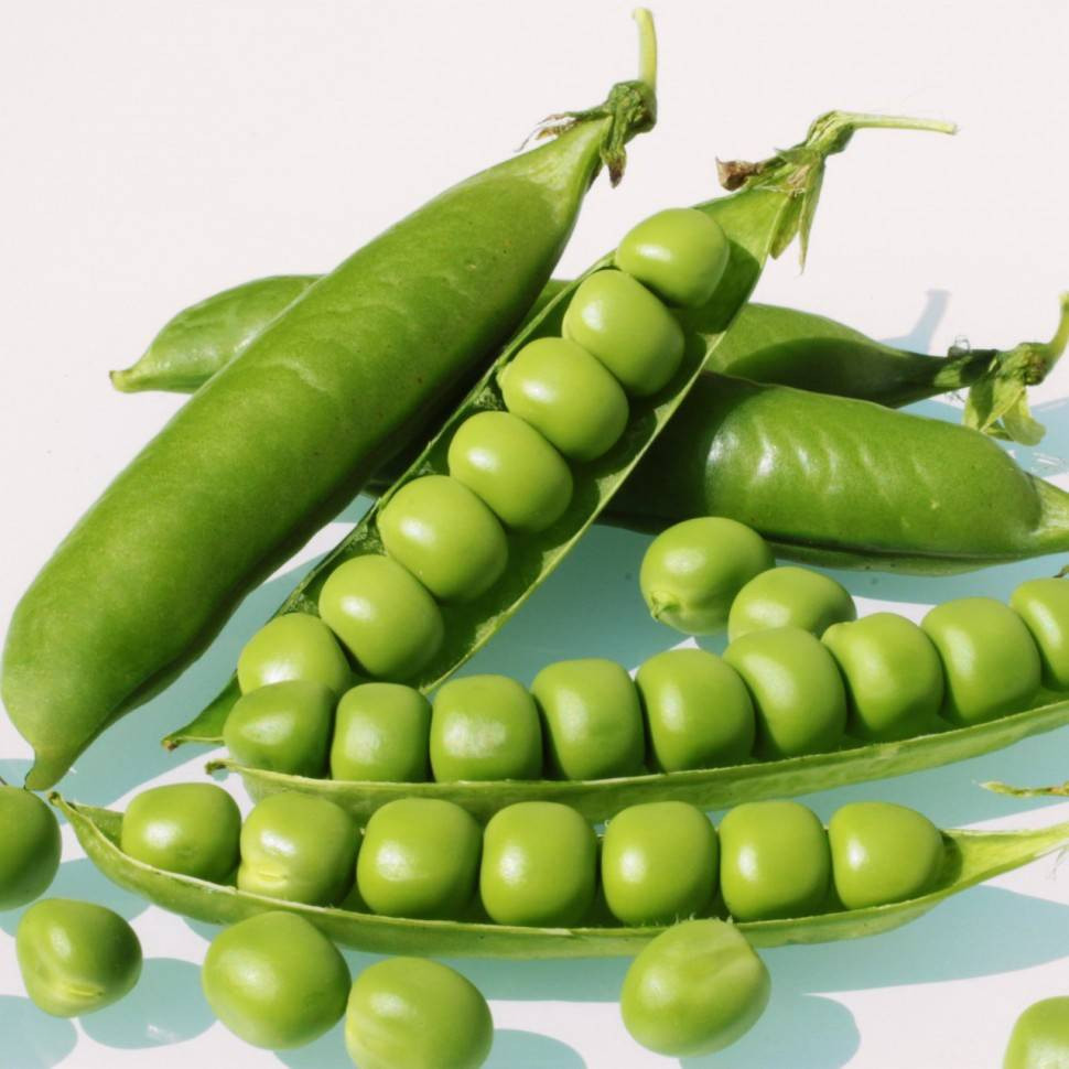 Yaşlanmayı durduruyor mide kanserini önlüyor. Hasadı başladı kilosu 50 TL - Resim: 14