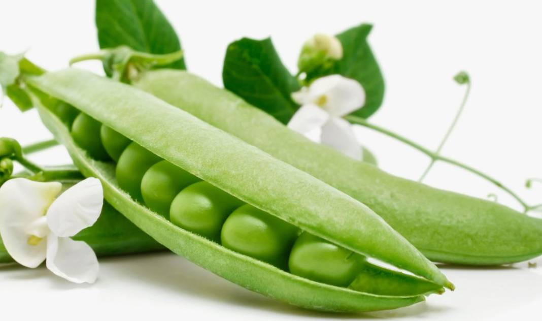 Yaşlanmayı durduruyor mide kanserini önlüyor. Hasadı başladı kilosu 50 TL - Resim: 16