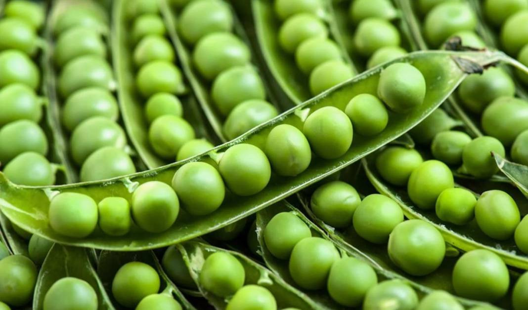 Yaşlanmayı durduruyor mide kanserini önlüyor. Hasadı başladı kilosu 50 TL - Resim: 9