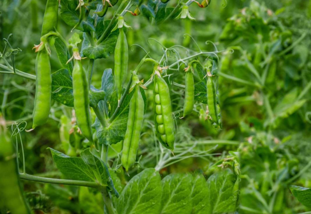 Yaşlanmayı durduruyor mide kanserini önlüyor. Hasadı başladı kilosu 50 TL - Resim: 10