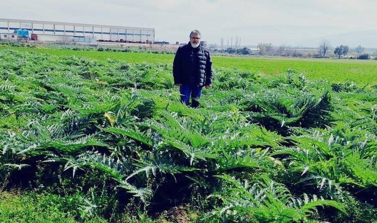 Enginarın sırrı ortaya çıktı. Sıradan bir sebze yemeğiydi şimdi nelere şifa olduğu belli oldu - Resim: 1