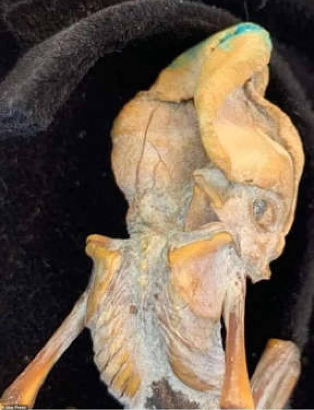 Bilim insanları çekik gözleri uzun kafası bulunan fetüsün sırrına ulaştı. Dünyayı korkutan görüntüler - Resim: 1