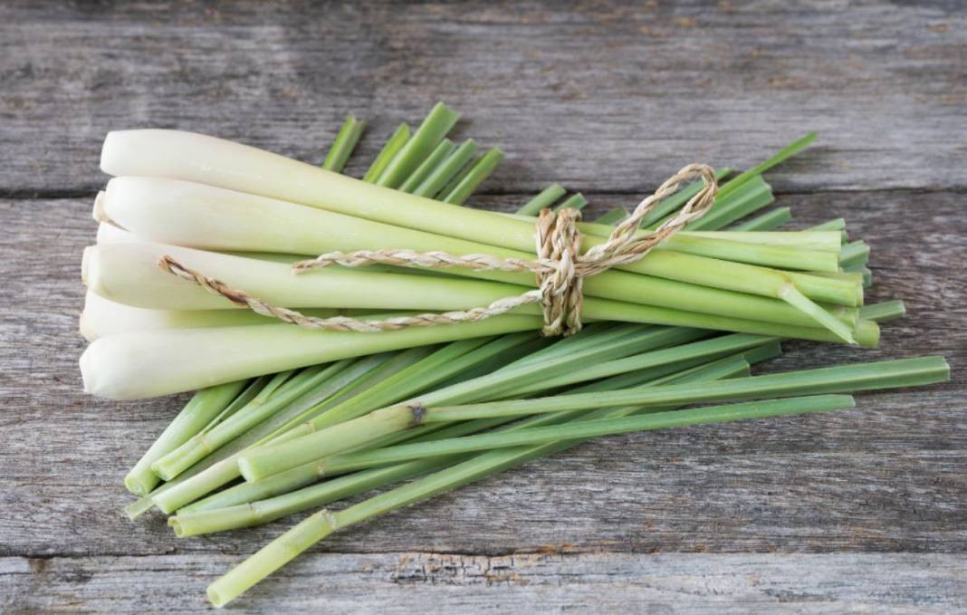 Tansiyon ve kalp dostu ota Fransızlar hayat iksiri diyor. Balgam söktürücü, stres azaltıcı - Resim: 2