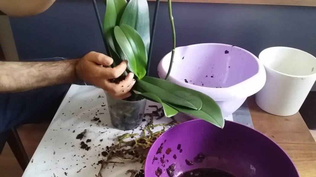 Saksı orkidesini coşturuyor. Çiçeğin dibine ekleyin tüm orkideler dirilsin - Resim: 7