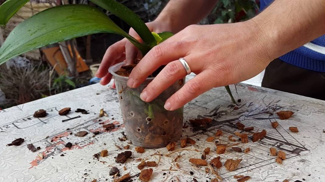 Saksı orkidesini coşturuyor. Çiçeğin dibine ekleyin tüm orkideler dirilsin - Resim: 1