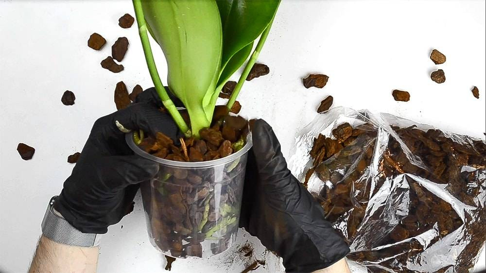 Saksı orkidesini coşturuyor. Çiçeğin dibine ekleyin tüm orkideler dirilsin - Resim: 8