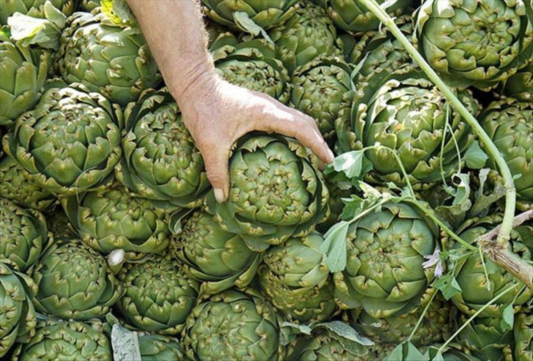 Enginar hasadı başladı soyucular paraya para demiyor. Adedini 15 saniyede ayıklıyorlar - Resim: 6