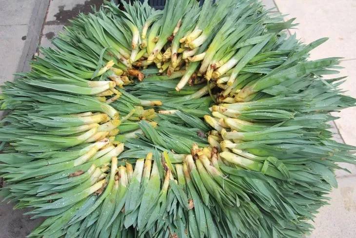 Yoğurtla karıştırıp yiyince bağırsakları motor gibi çalıştırıyor. Doğada kendiliğinden yetişiyor. 30 liradan satılıyor - Resim: 7