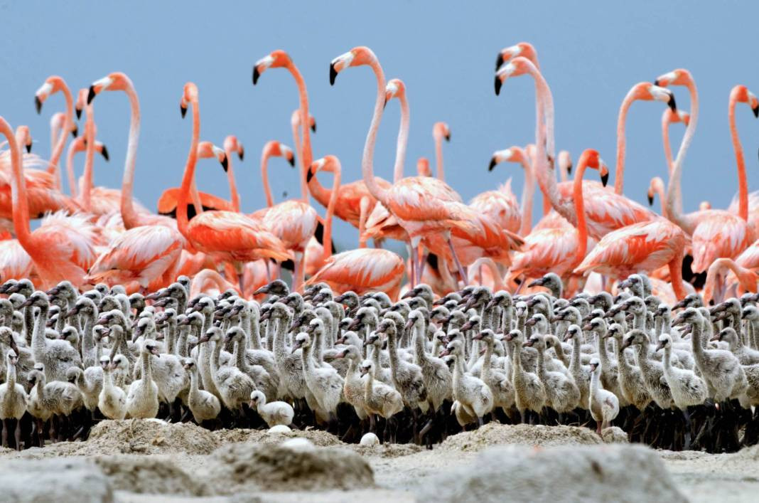 Göçmen kuşların hareket günü bugün. Eve gidene kadar dikkatli olun - Resim: 3
