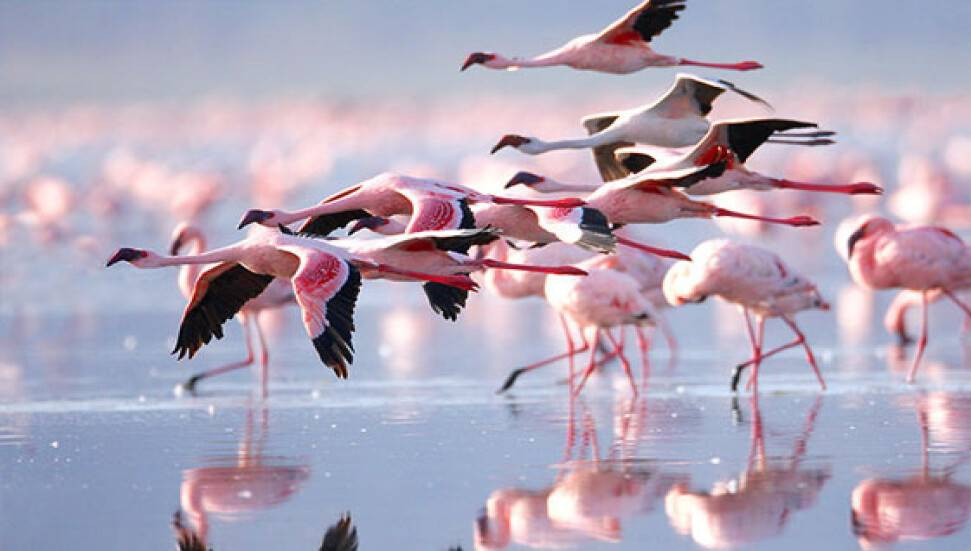 Göçmen kuşların hareket günü bugün. Eve gidene kadar dikkatli olun - Resim: 1