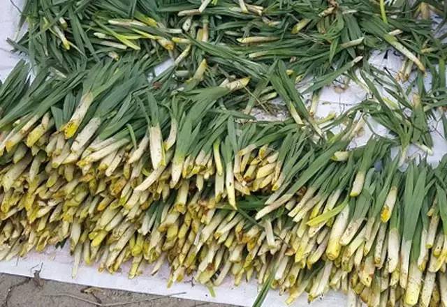 Yoğurtla karıştırıp yiyince bağırsakları motor gibi çalıştırıyor. Doğada kendiliğinden yetişiyor. 30 liradan satılıyor - Resim: 4