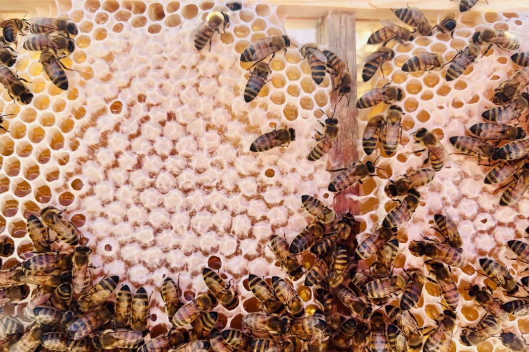 Adana'da yılın ilk bal hasadı başladı! Türkiye ikincisi... - Resim: 6