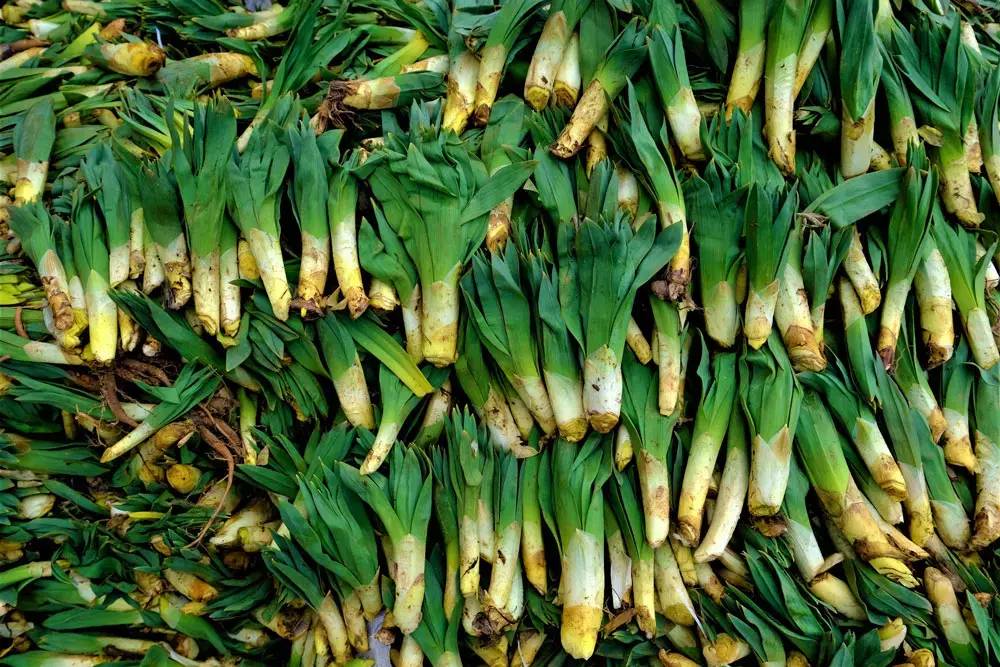 Yoğurtla karıştırıp yiyince bağırsakları motor gibi çalıştırıyor. Doğada kendiliğinden yetişiyor. 30 liradan satılıyor - Resim: 3