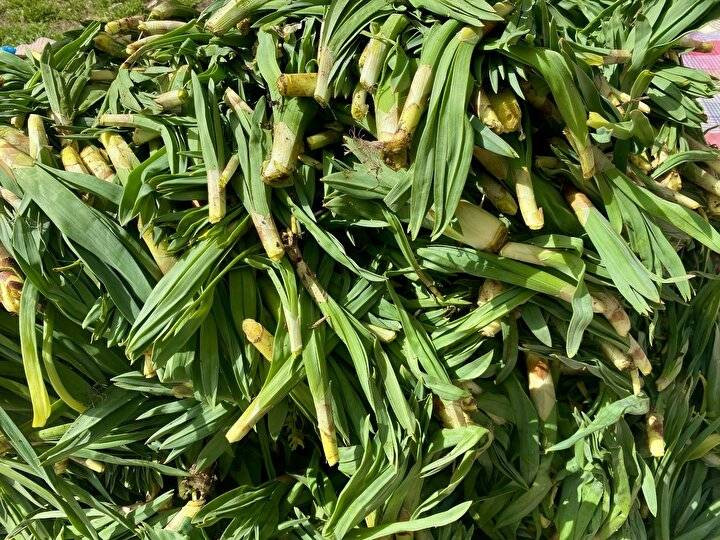 Yoğurtla karıştırıp yiyince bağırsakları motor gibi çalıştırıyor. Doğada kendiliğinden yetişiyor. 30 liradan satılıyor - Resim: 9