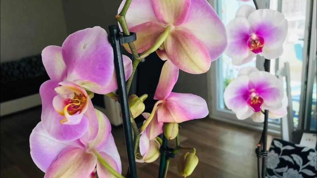Orkide bakımında dikkat çeken yöntem. Hızlı çiçek açması için mutlaka deneyin - Resim: 11