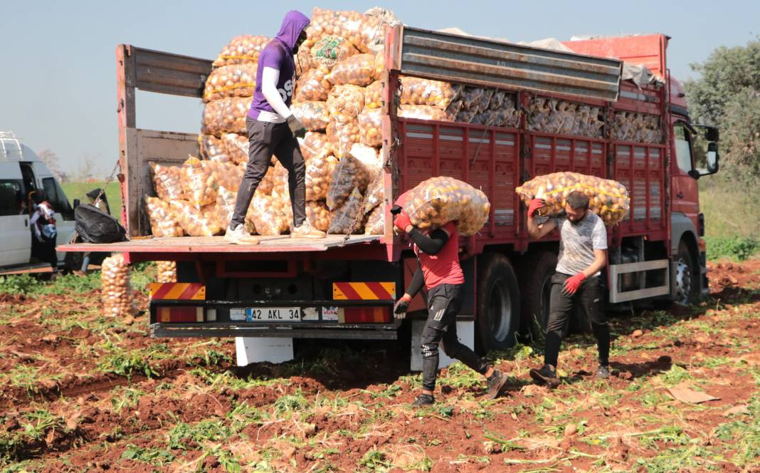 Üretici bedava vereceği patatesin İstanbul'da kaç TL'ye satılacağını açıkladı. Ezber bozan açıklama - Resim: 9