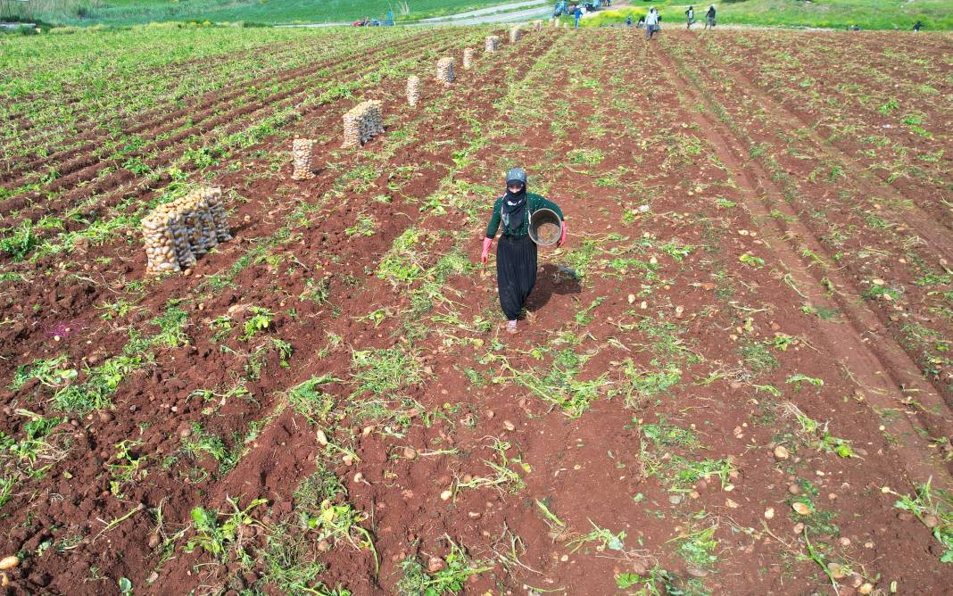 Üretici bedava vereceği patatesin İstanbul'da kaç TL'ye satılacağını açıkladı. Ezber bozan açıklama - Resim: 7