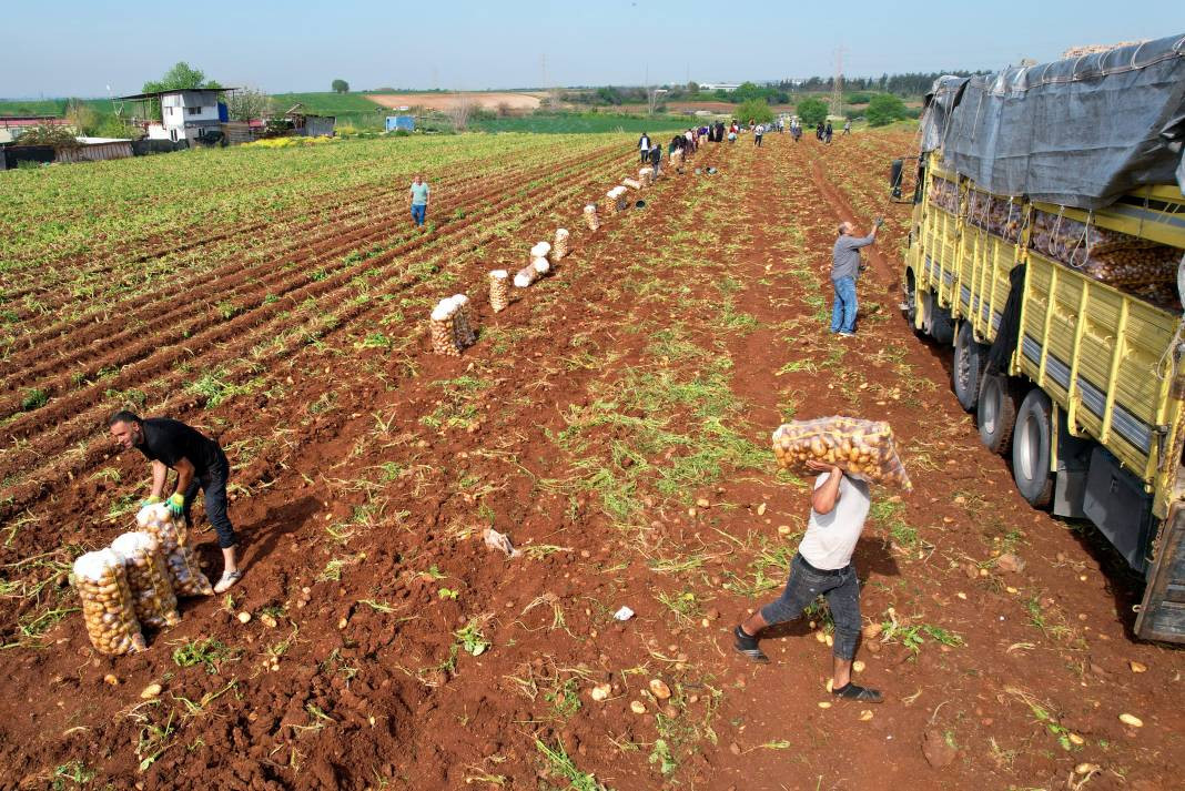 Üretici bedava vereceği patatesin İstanbul'da kaç TL'ye satılacağını açıkladı. Ezber bozan açıklama - Resim: 6