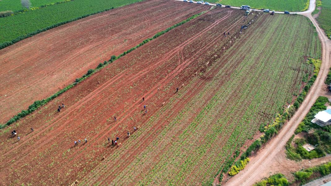 Üretici bedava vereceği patatesin İstanbul'da kaç TL'ye satılacağını açıkladı. Ezber bozan açıklama - Resim: 1