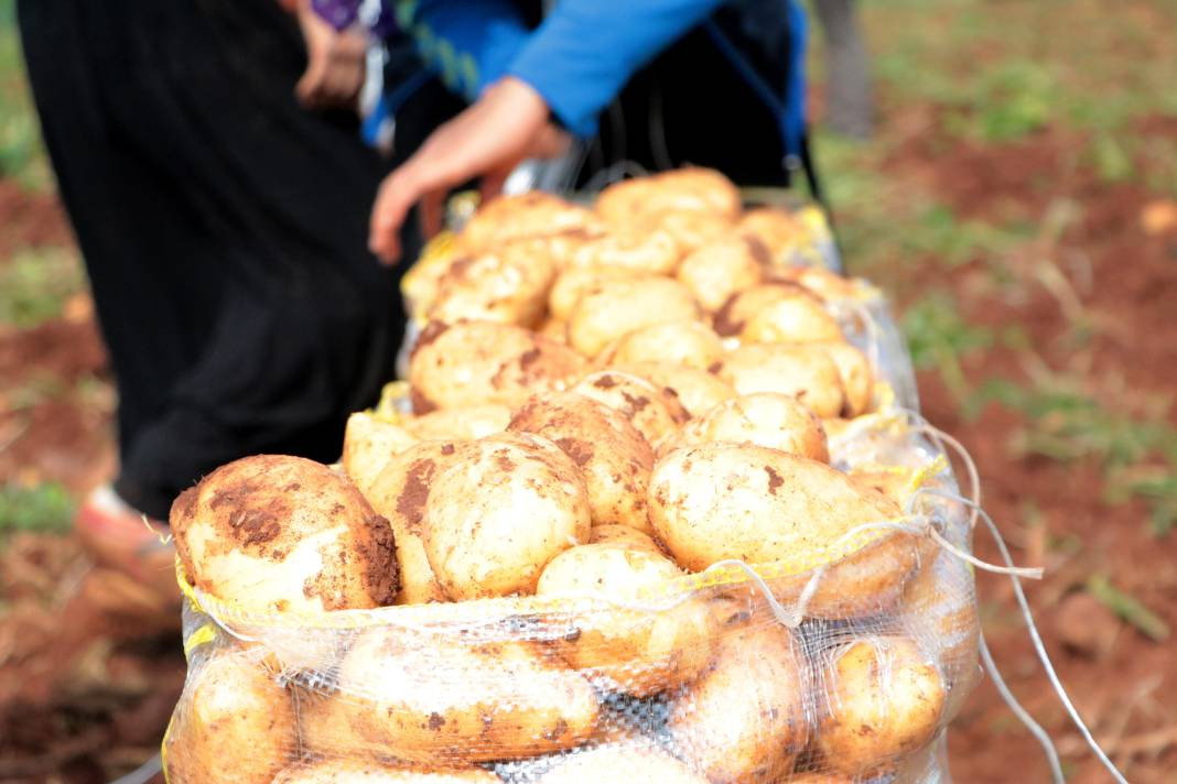 Üretici bedava vereceği patatesin İstanbul'da kaç TL'ye satılacağını açıkladı. Ezber bozan açıklama - Resim: 3