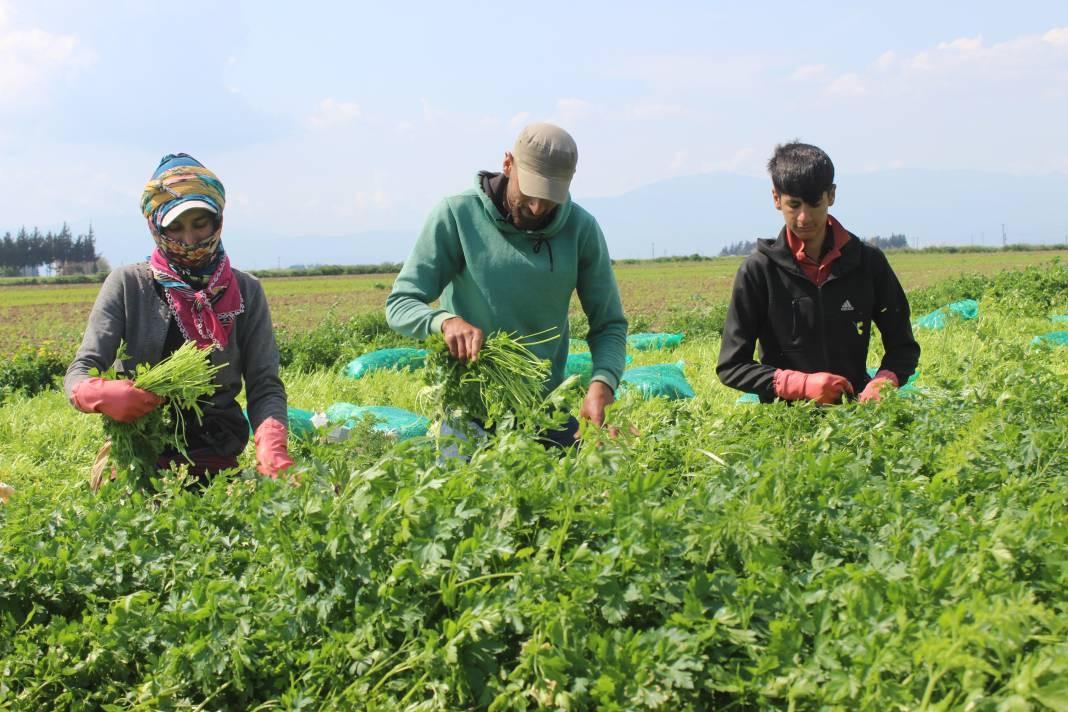 Demeti 7 TL'den gidiyor günde 4 dönüm hasat ediliyor! Sofraların vazgeçilmez lezzeti - Resim: 2