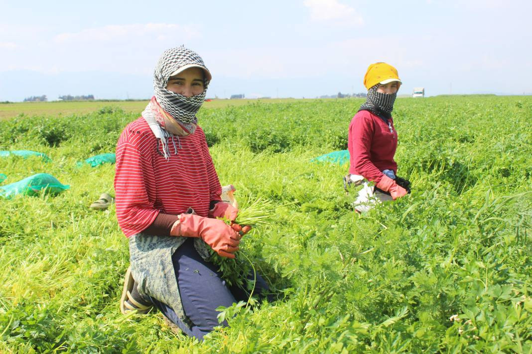 Demeti 7 TL'den gidiyor günde 4 dönüm hasat ediliyor! Sofraların vazgeçilmez lezzeti - Resim: 3