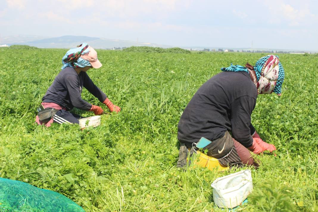 Demeti 7 TL'den gidiyor günde 4 dönüm hasat ediliyor! Sofraların vazgeçilmez lezzeti - Resim: 4