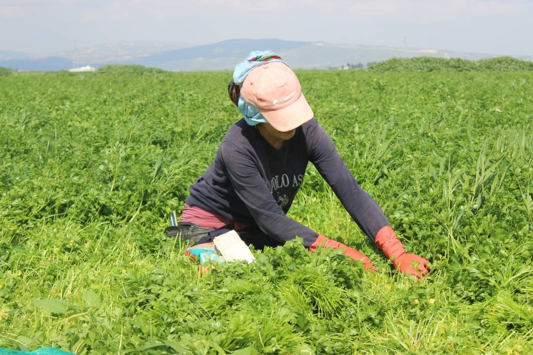 Demeti 7 TL'den gidiyor günde 4 dönüm hasat ediliyor! Sofraların vazgeçilmez lezzeti - Resim: 7