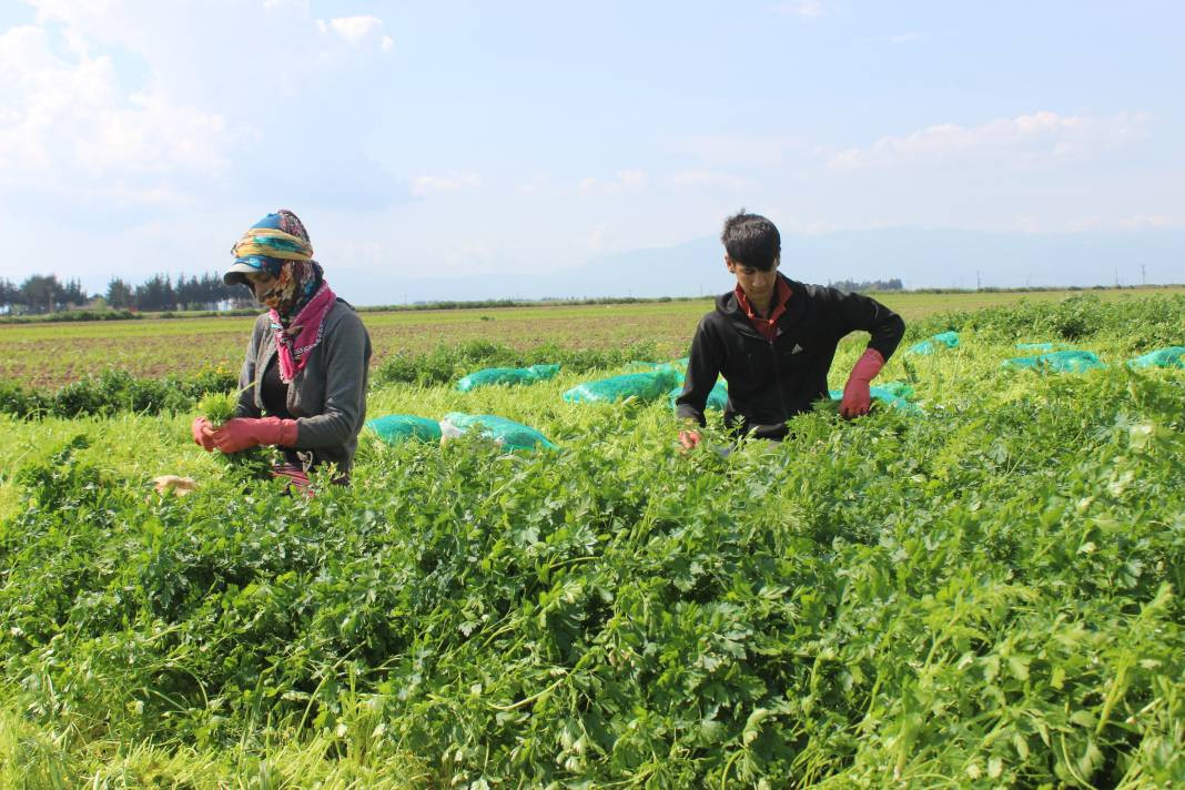 Demeti 7 TL'den gidiyor günde 4 dönüm hasat ediliyor! Sofraların vazgeçilmez lezzeti - Resim: 6