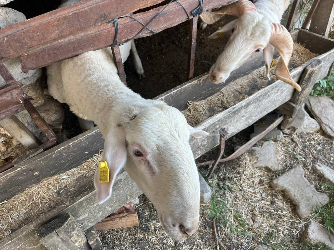 Büyükbaş hayvan almak hayal oldu. Kurbanlık fiyatları uçtu - Resim: 4