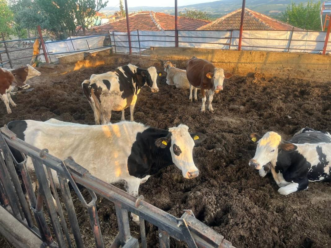 Büyükbaş hayvan almak hayal oldu. Kurbanlık fiyatları uçtu - Resim: 1