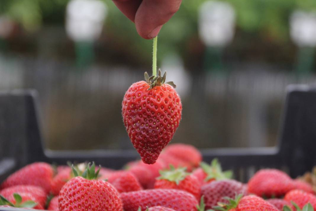 Arsız meyveyi ekti kazancı dudak uçuklattı! Sevinçten ayakları yerden kesildi - Resim: 4