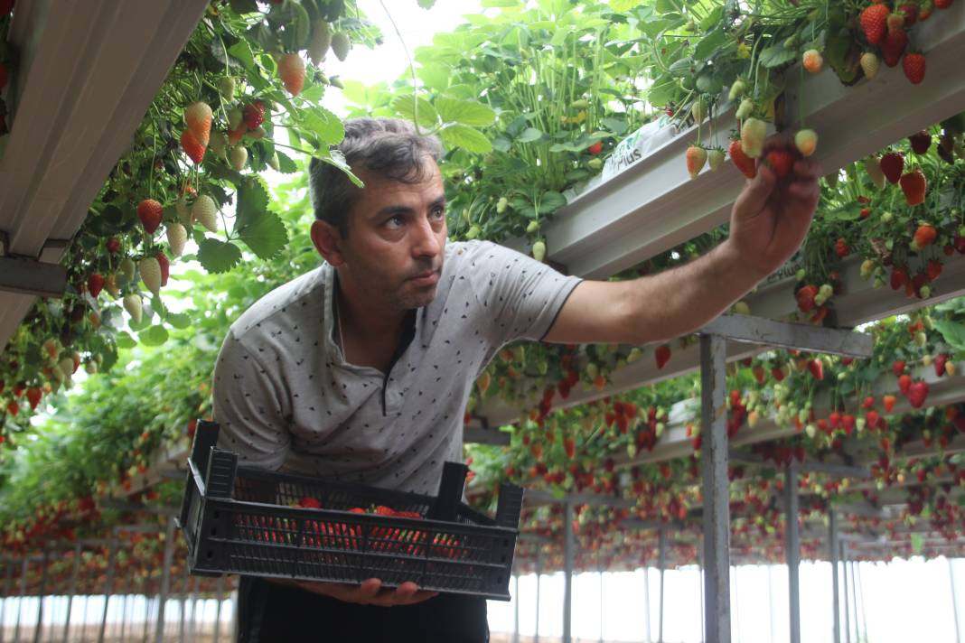 Arsız meyveyi ekti kazancı dudak uçuklattı! Sevinçten ayakları yerden kesildi - Resim: 6