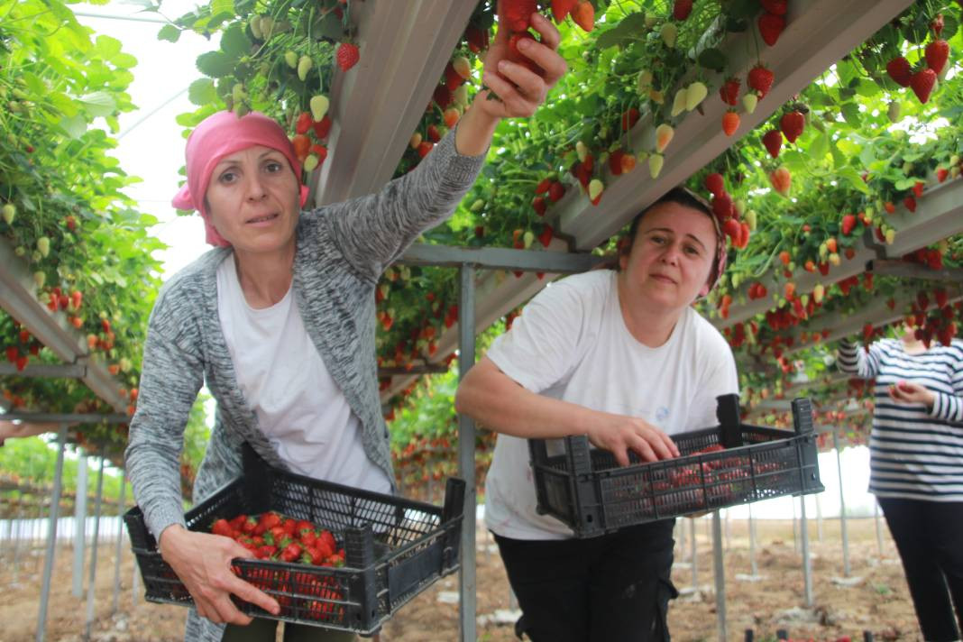 Arsız meyveyi ekti kazancı dudak uçuklattı! Sevinçten ayakları yerden kesildi - Resim: 8