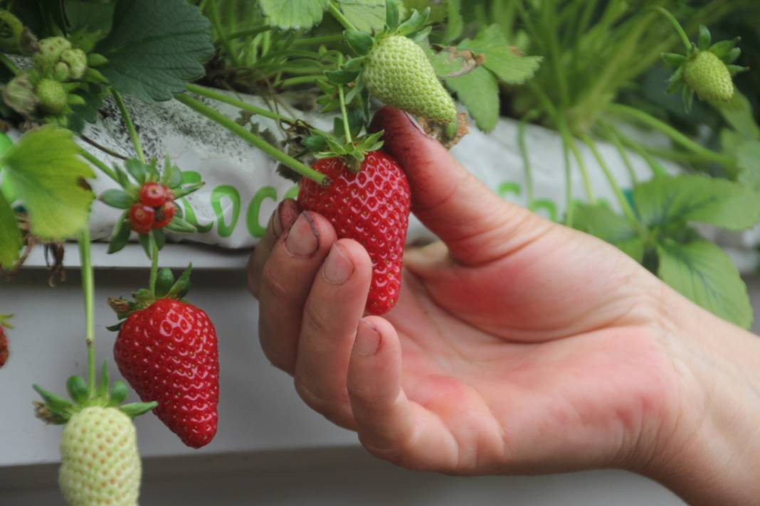 Arsız meyveyi ekti kazancı dudak uçuklattı! Sevinçten ayakları yerden kesildi - Resim: 5