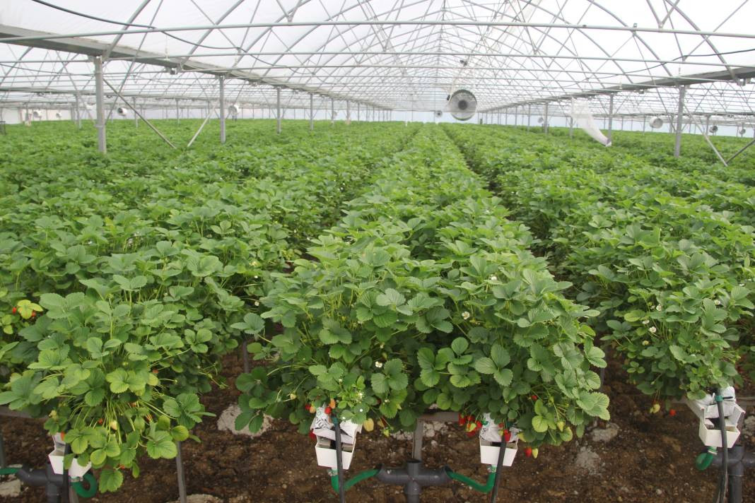 Arsız meyveyi ekti kazancı dudak uçuklattı! Sevinçten ayakları yerden kesildi - Resim: 1