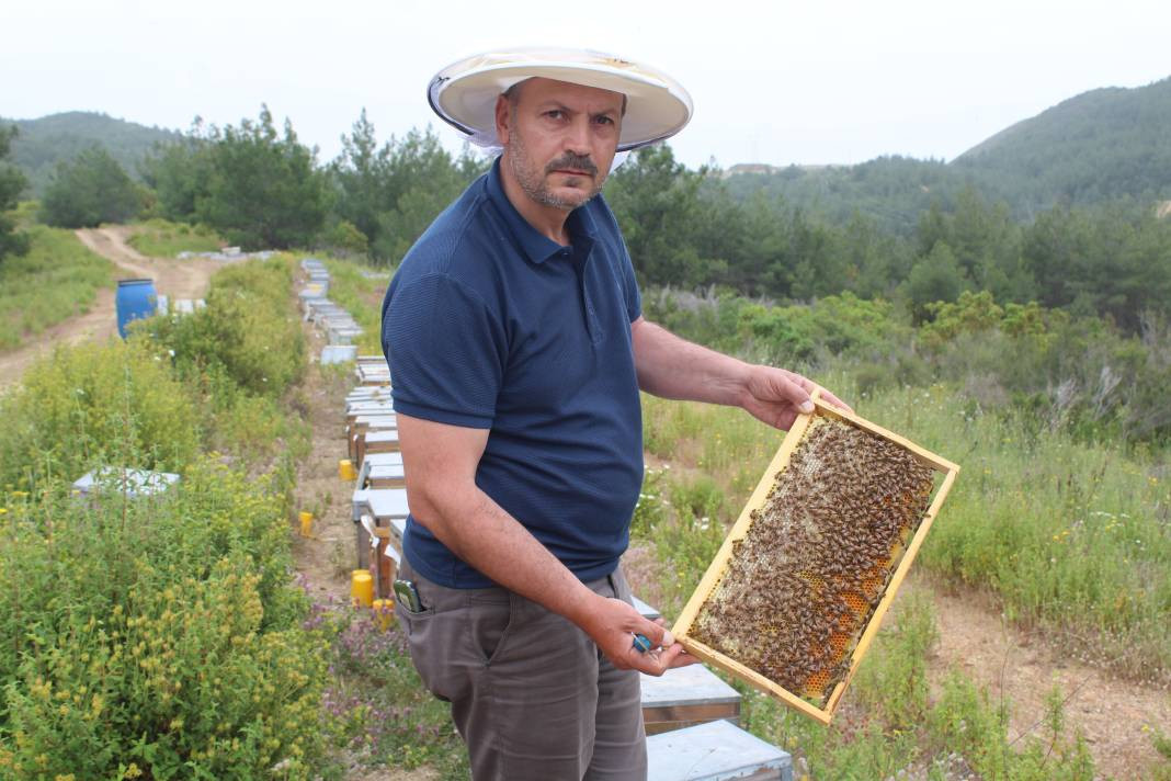 Arıcıların yeni favorisi: Avokado ve muz balı - Resim: 2
