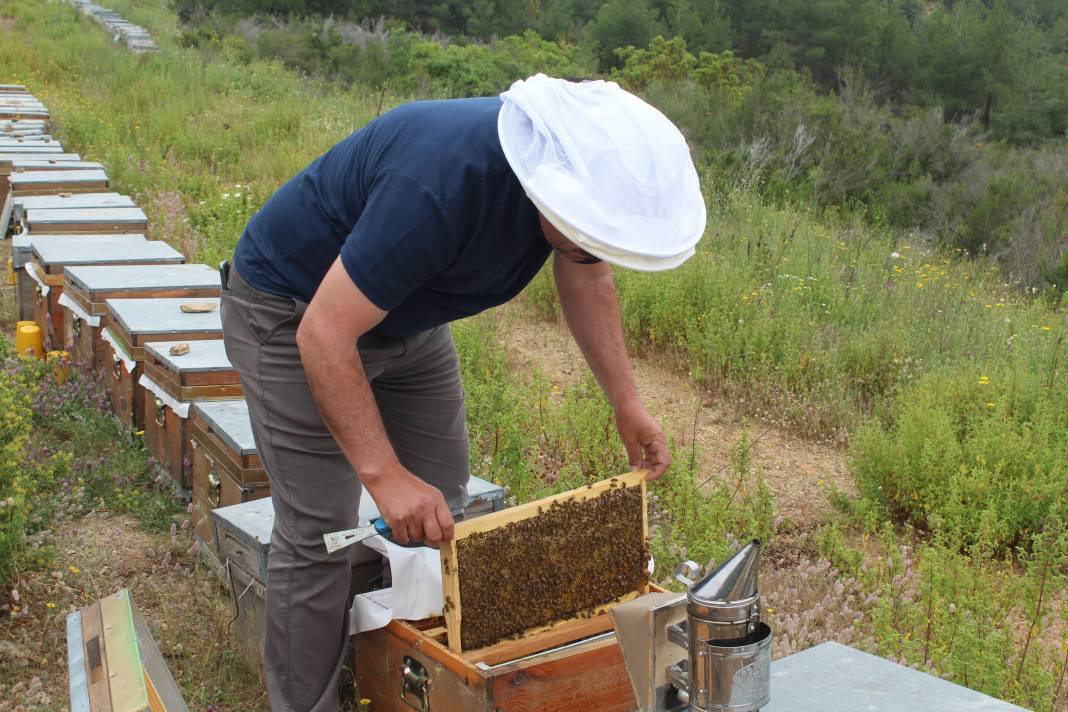 Arıcıların yeni favorisi: Avokado ve muz balı - Resim: 3