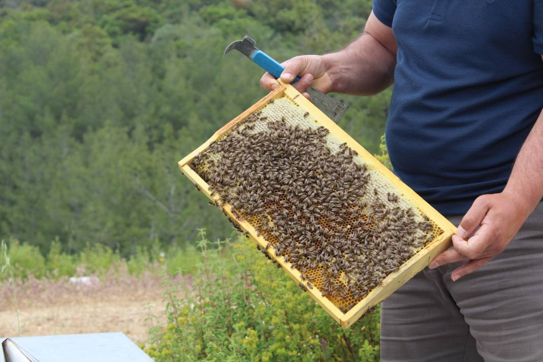 Arıcıların yeni favorisi: Avokado ve muz balı - Resim: 8
