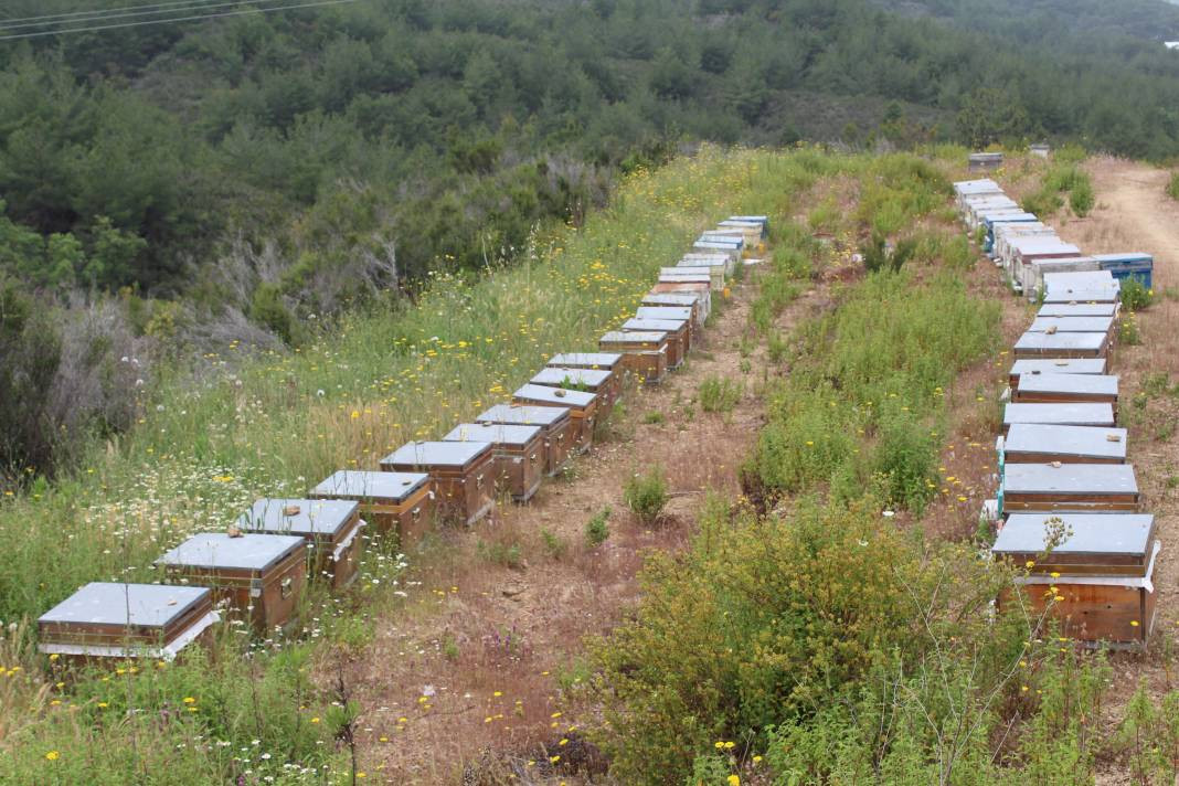 Arıcıların yeni favorisi: Avokado ve muz balı - Resim: 5