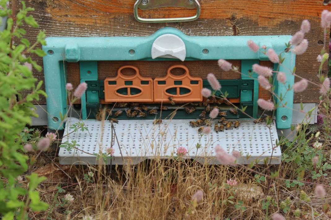 Arıcıların yeni favorisi: Avokado ve muz balı - Resim: 6