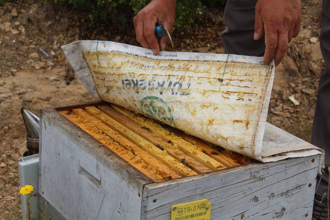 Arıcıların yeni favorisi: Avokado ve muz balı - Resim: 7