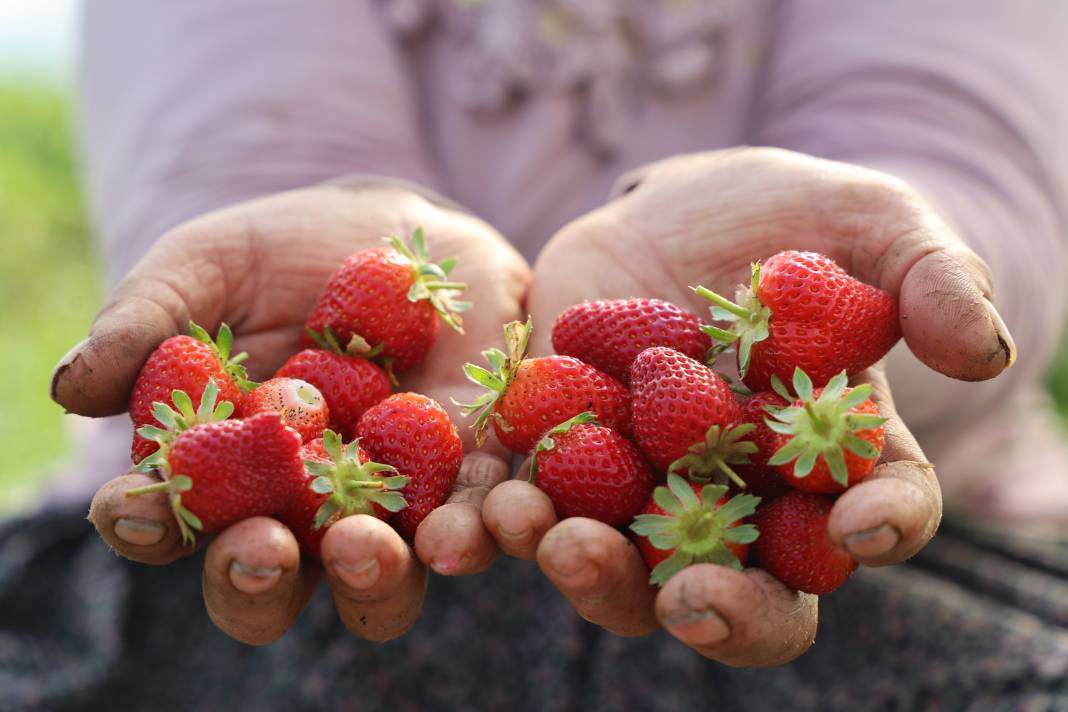 Kilosu 60 liradan gidiyor! Elazığ’da örtü altı ilk hasadı yapıldı... - Resim: 2