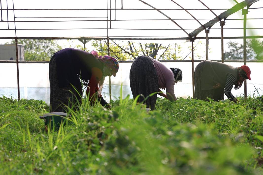 Kilosu 60 liradan gidiyor! Elazığ’da örtü altı ilk hasadı yapıldı... - Resim: 1