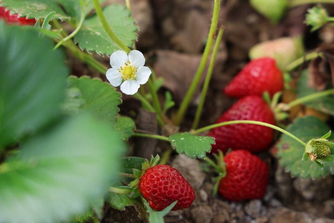 Kilosu 60 liradan gidiyor! Elazığ’da örtü altı ilk hasadı yapıldı... - Resim: 4